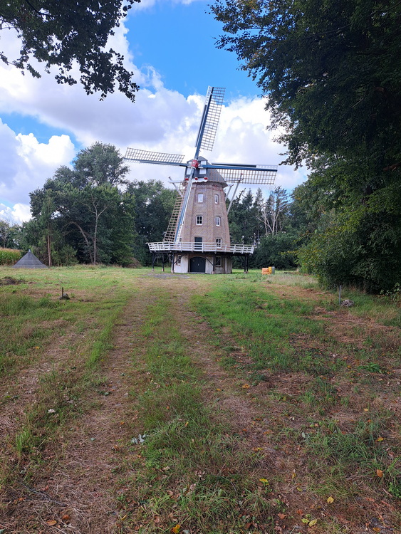 Photo: Turmholländer Dersum in Dersum